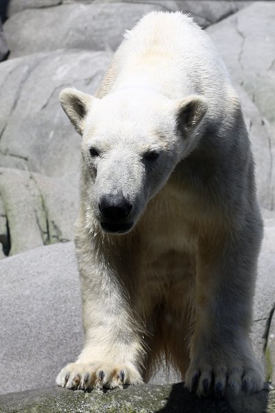 Hagenbecks Tierpark, Eisbär