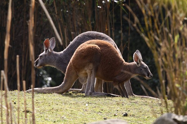 Hagenbecks Tierpark, Känguru