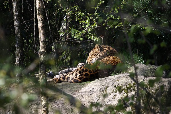 Hagenbecks Tierpark, Leopard