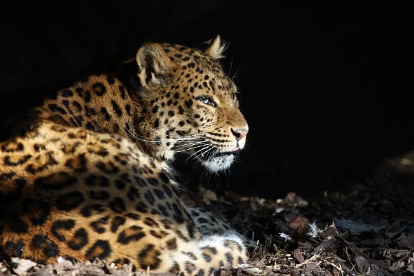 Hagenbecks Tierpark, Leopard