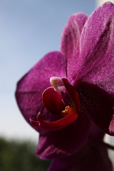 Blume, Orchidee