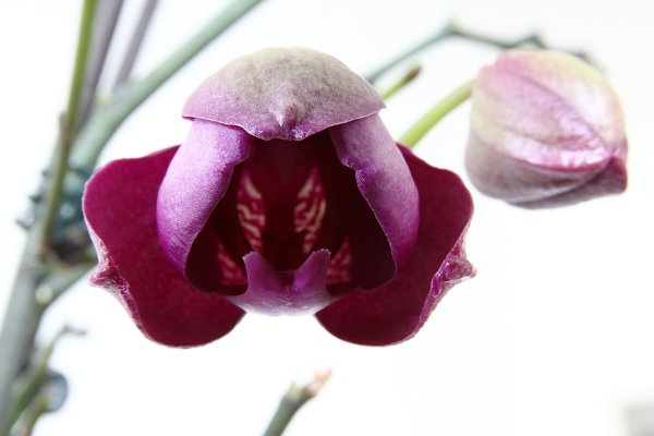 Blume, Orchidee
