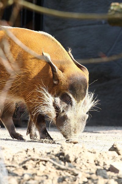 Hagenbecks Tierpark, Schwein