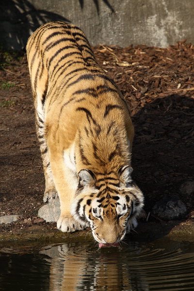Hagenbecks Tierpark, Tiger