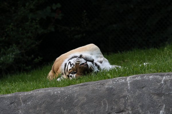 Hagenbecks Tierpark, Tiger