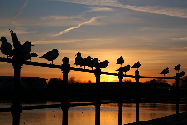 Sonnenuntergang, Vögel