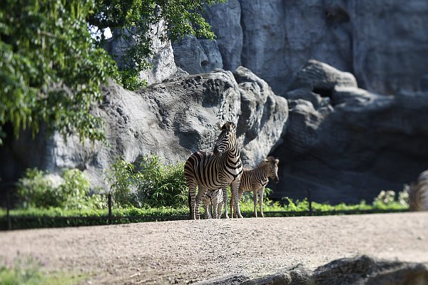 Hagenbecks Tierpark, Zebra